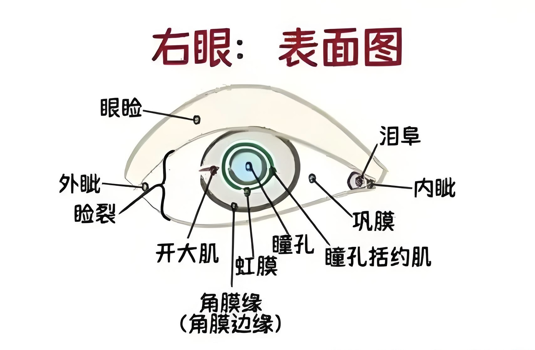 单眼人士义眼活动度提升指南